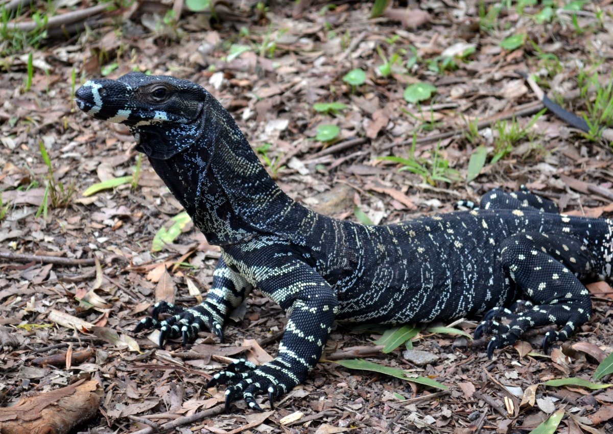 Черные вараны ящерицы