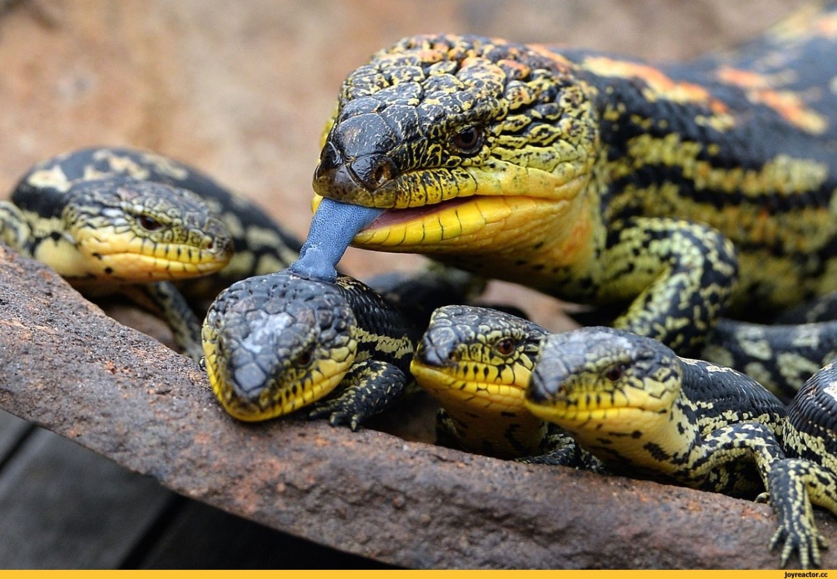 Черно желтый синеязыкий сцинк