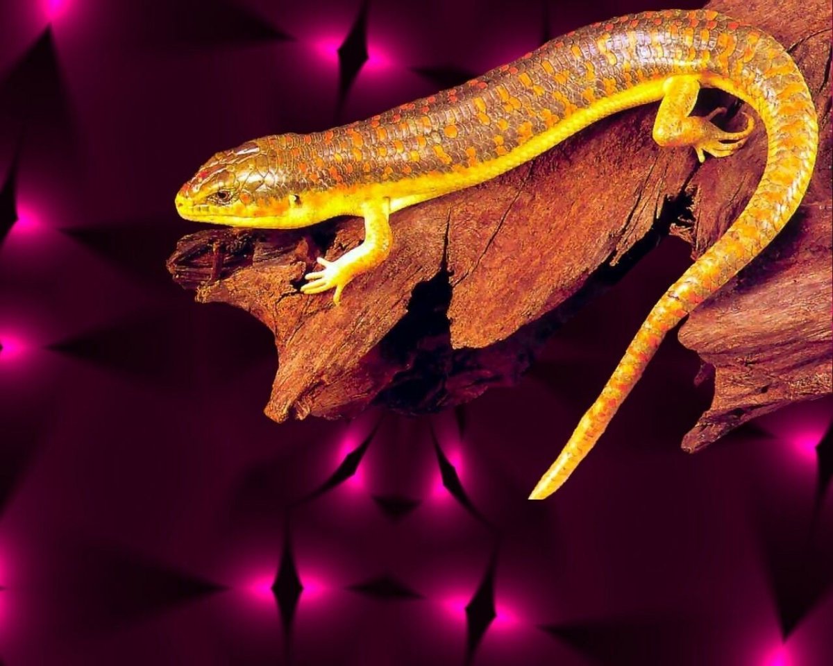 Желтая ящерица