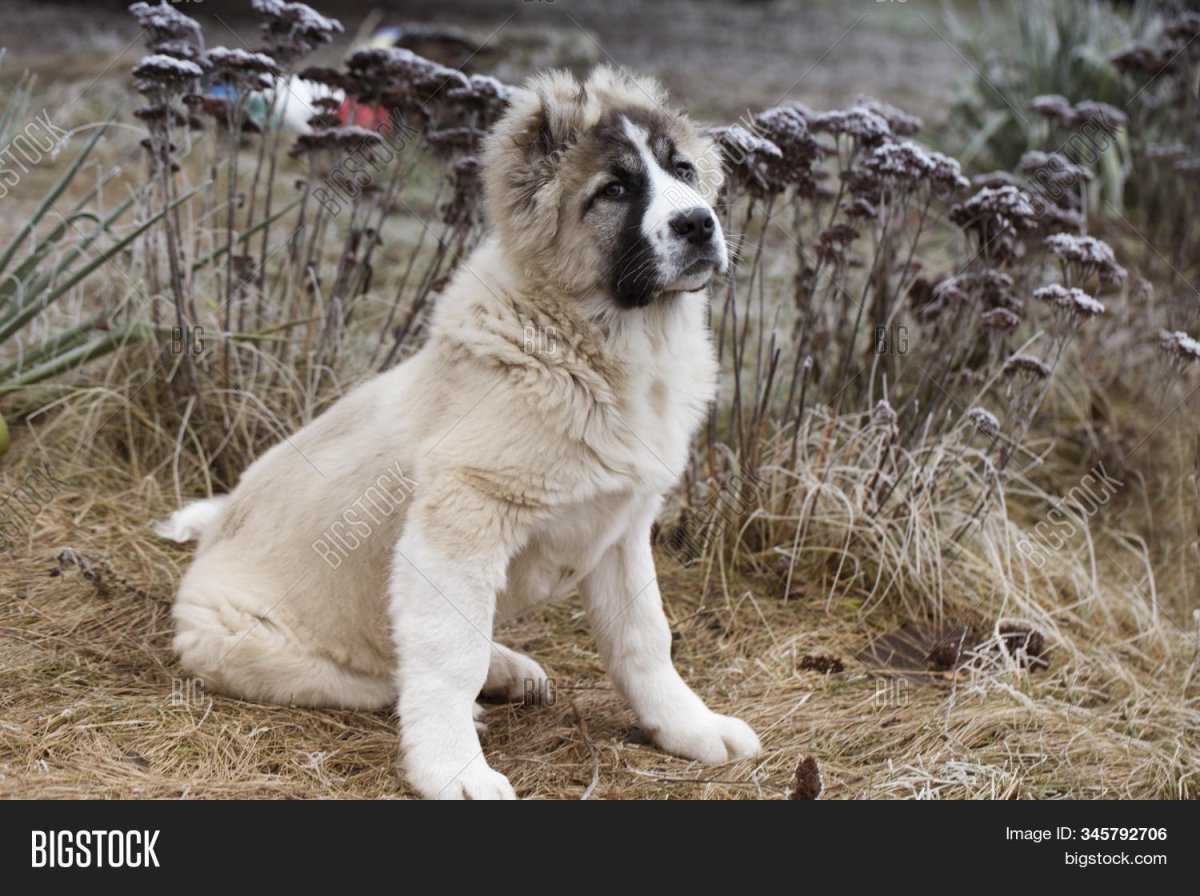 Кавказская овчарка белая