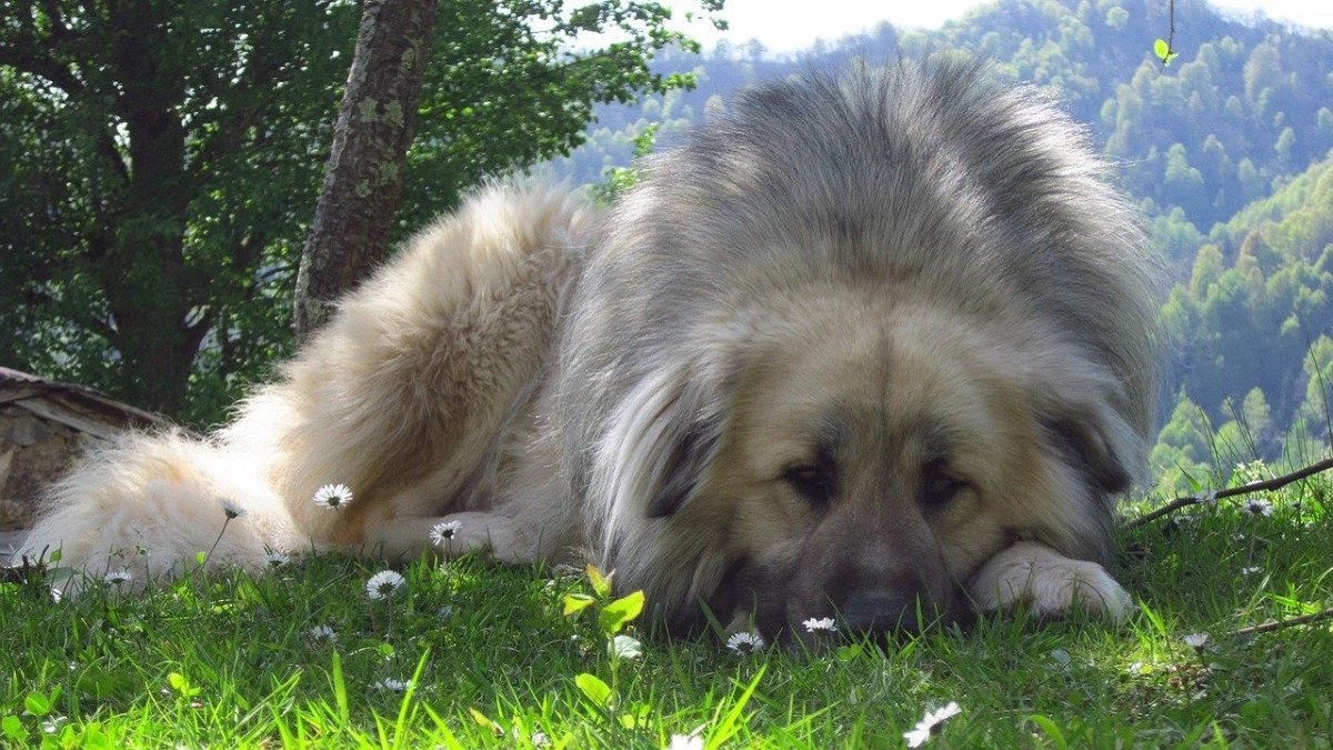 Маремма-абруццкая овчарка марео Хаус