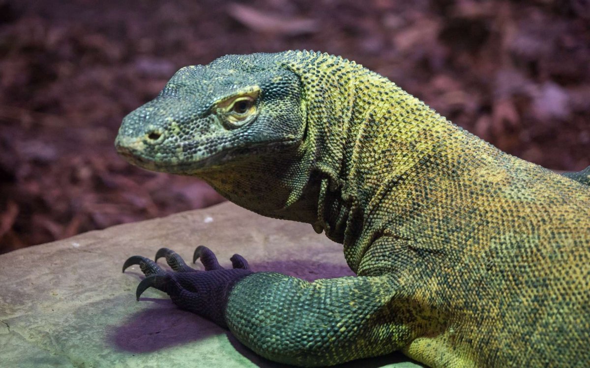 Австралийский древесный Варан