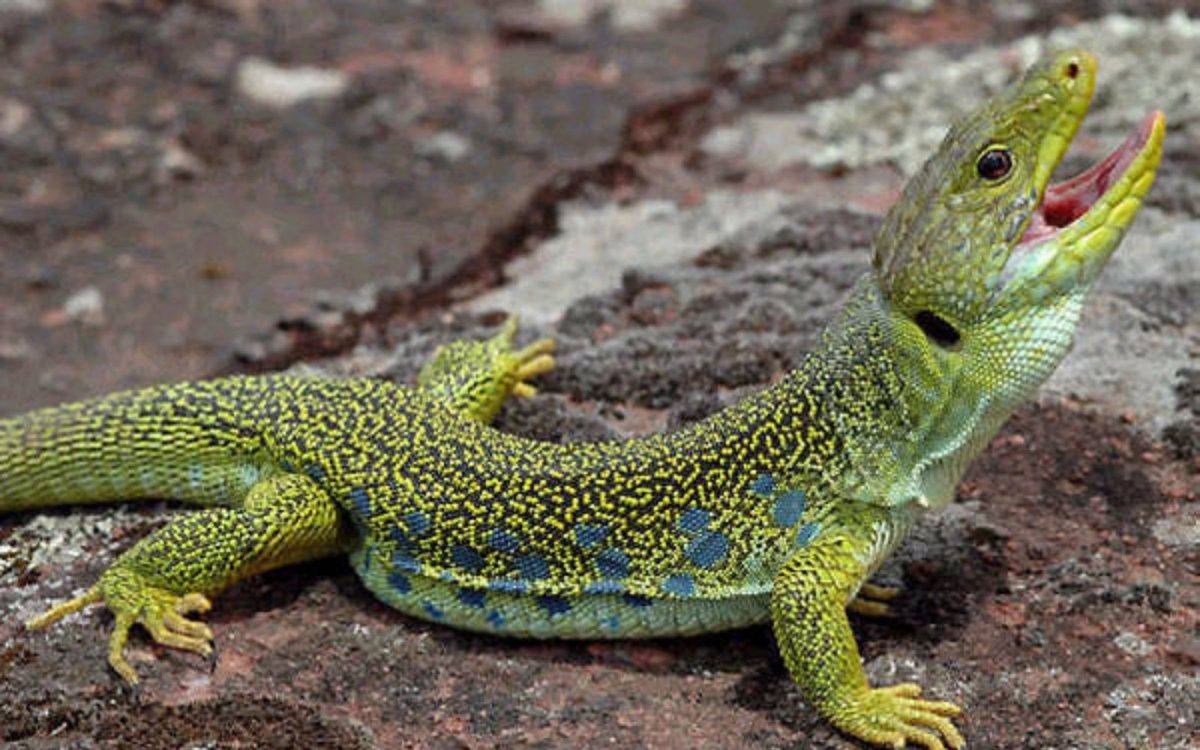 Ящерица Lagarto