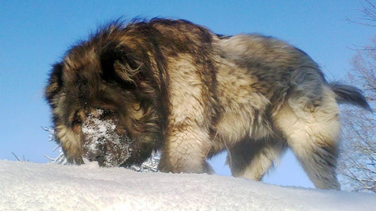 Кавказская овчарка