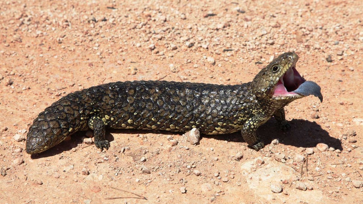 Короткохвостый сцинк