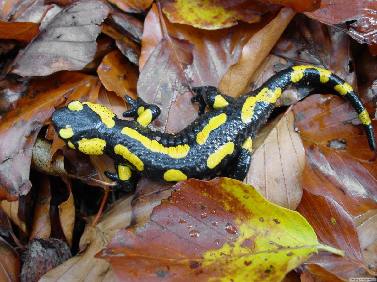 Саламандер ящерица