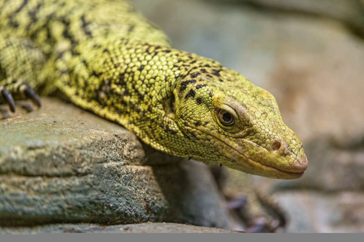 Varanus reisingeri