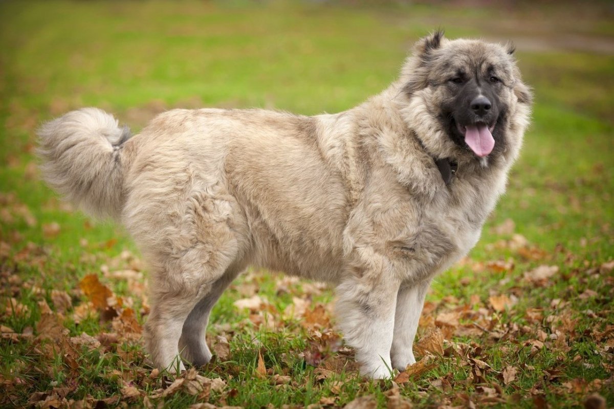 Кавказская овчарка бойцовская