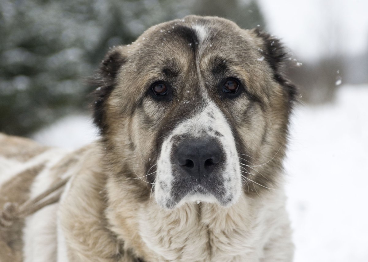 Нагази Грузинская овчарка