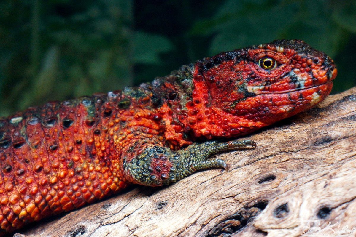 Тритон рептилия