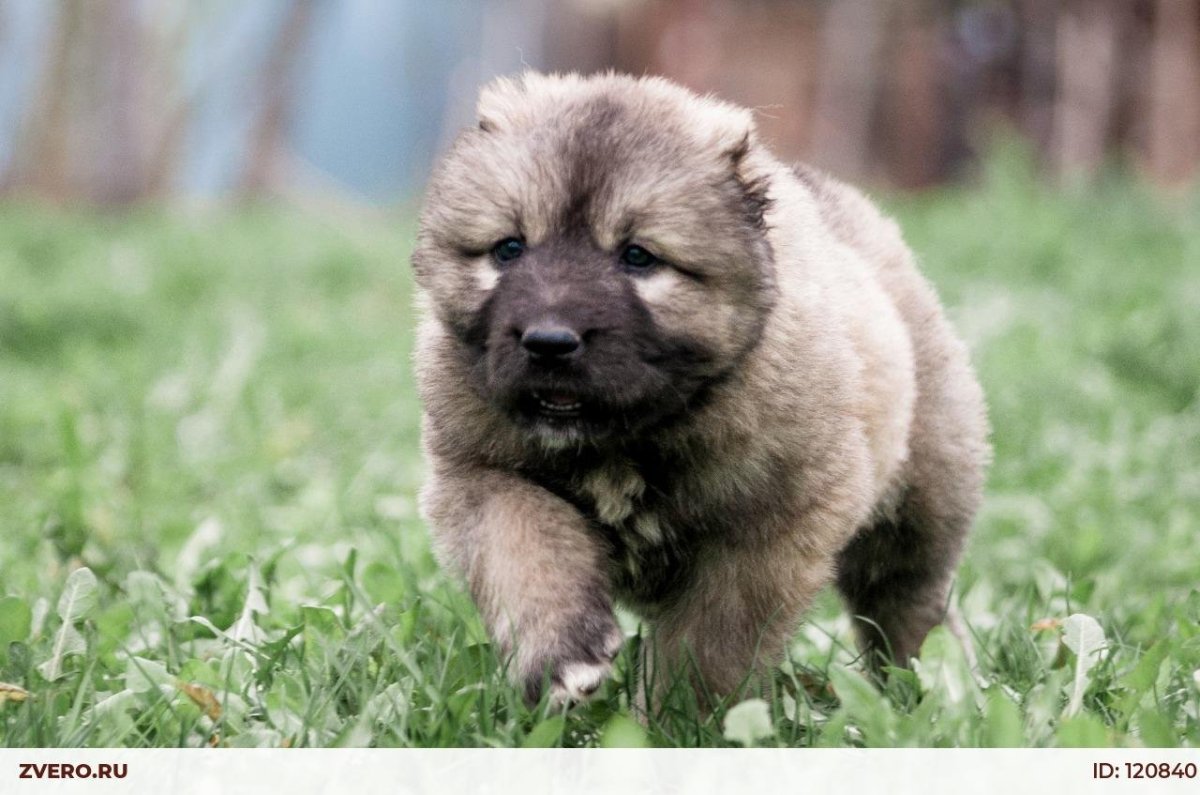 Северокавказская овчарка