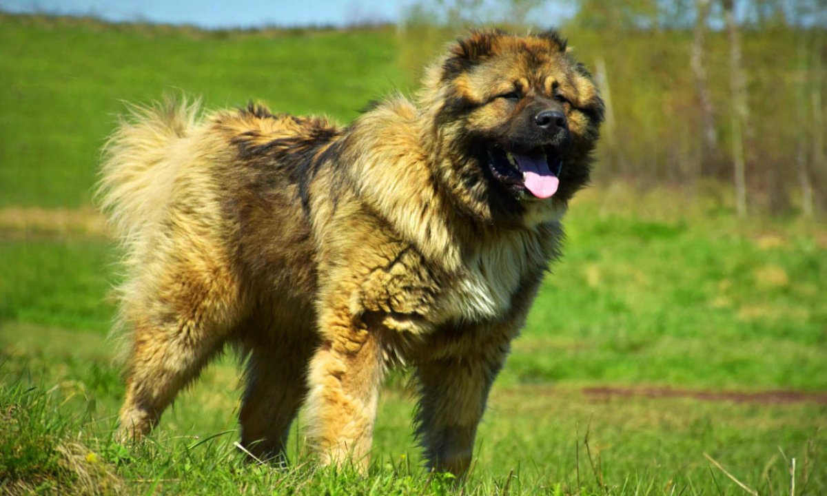 Кавказская и Среднеазиатская овчарка
