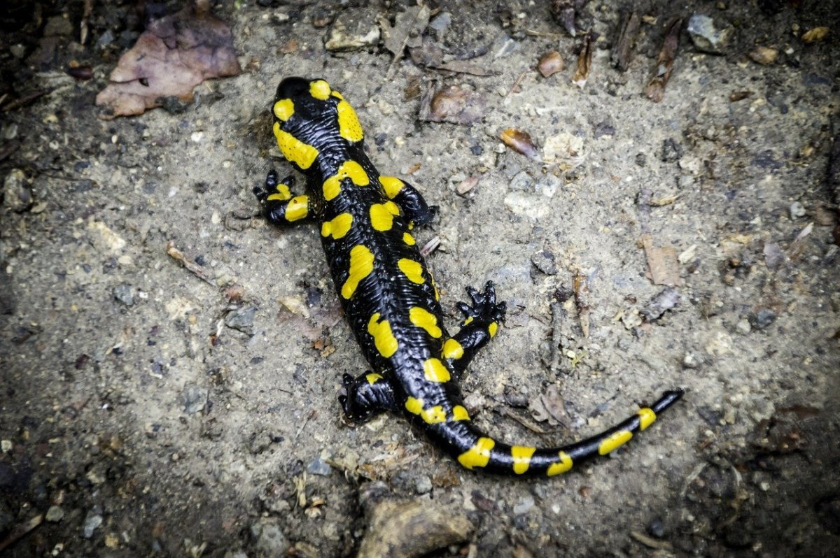 Ящерица с желтыми пятнами