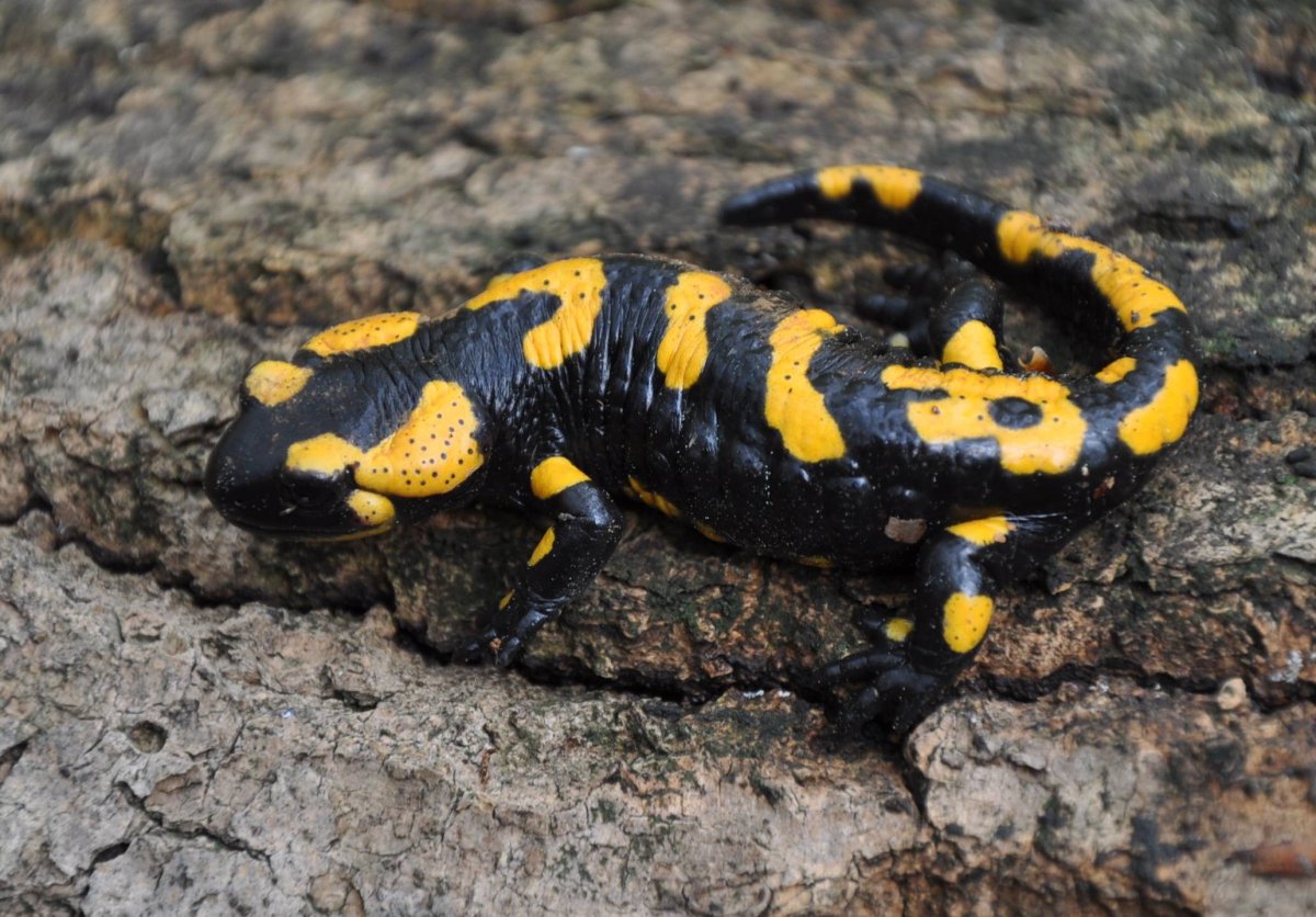 Огненная саламандра конечнрсиб