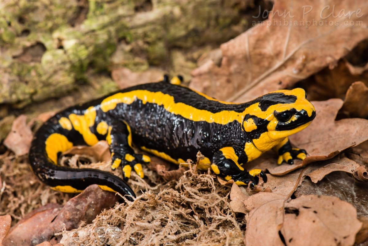 Шестилапая саламандра