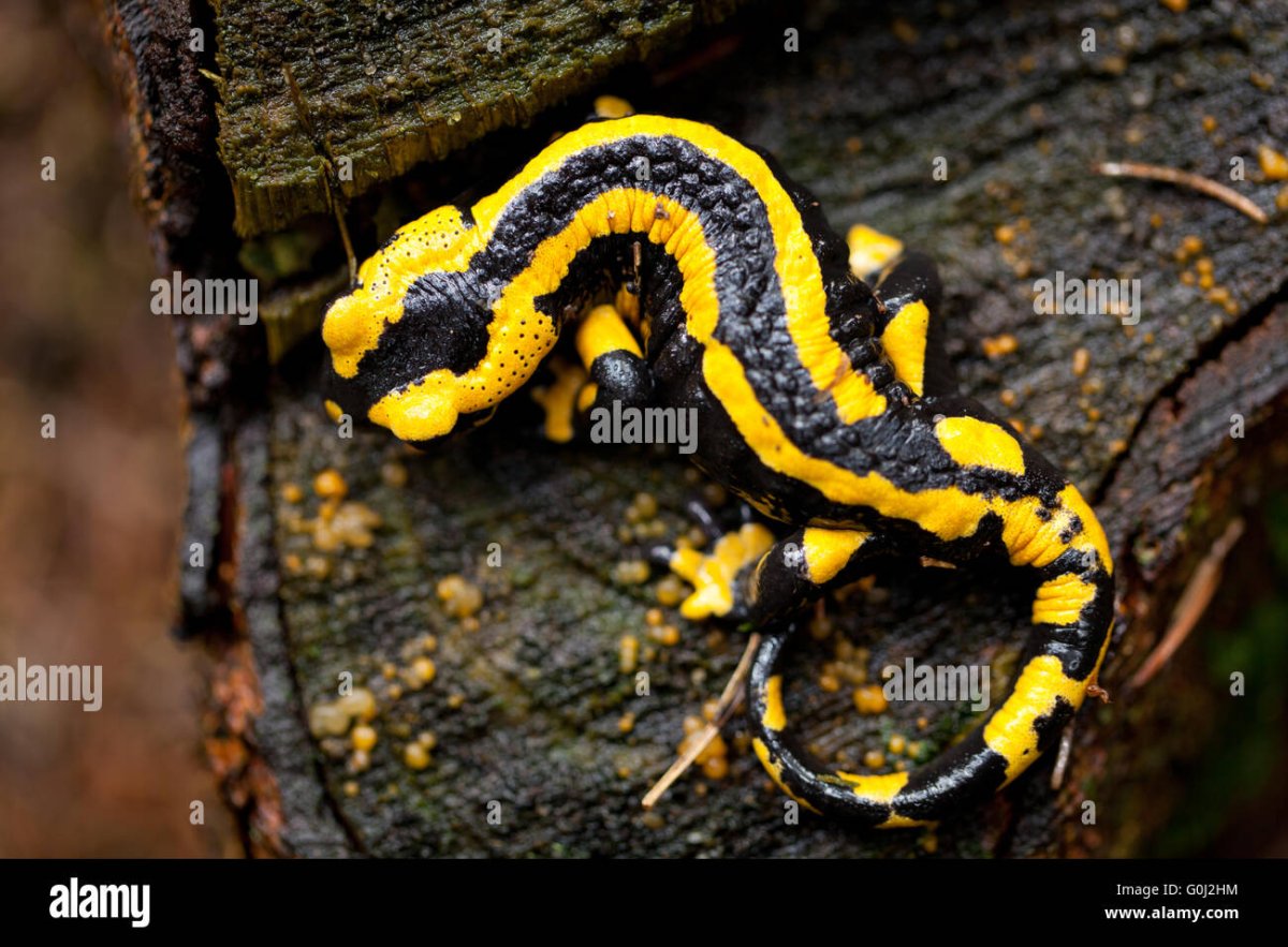 Саламандра чёрного цвета с жёлтыми пальцами