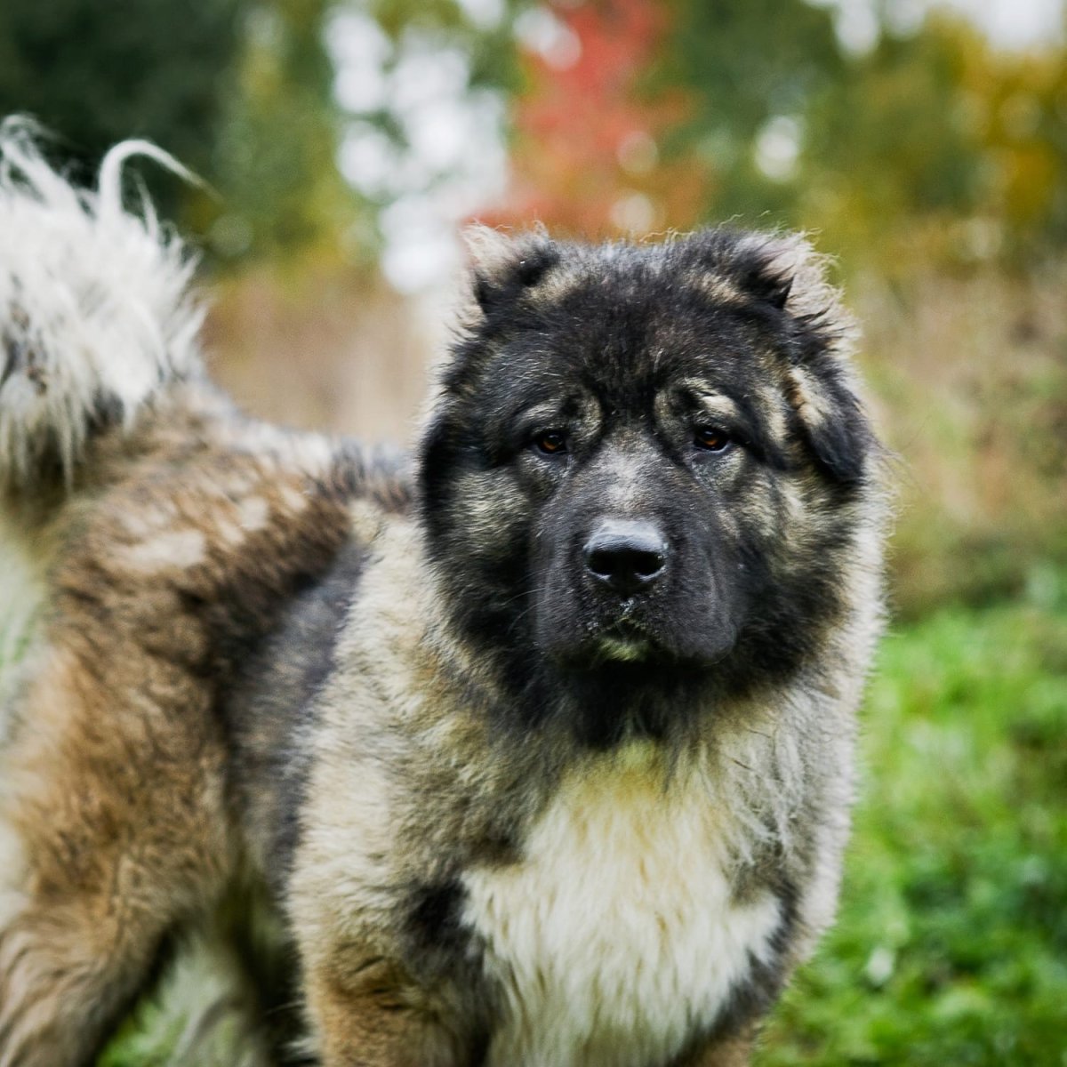 Белая овчарка волкодав