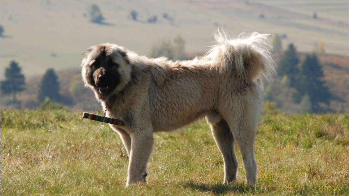 Туркменский алабай кангал