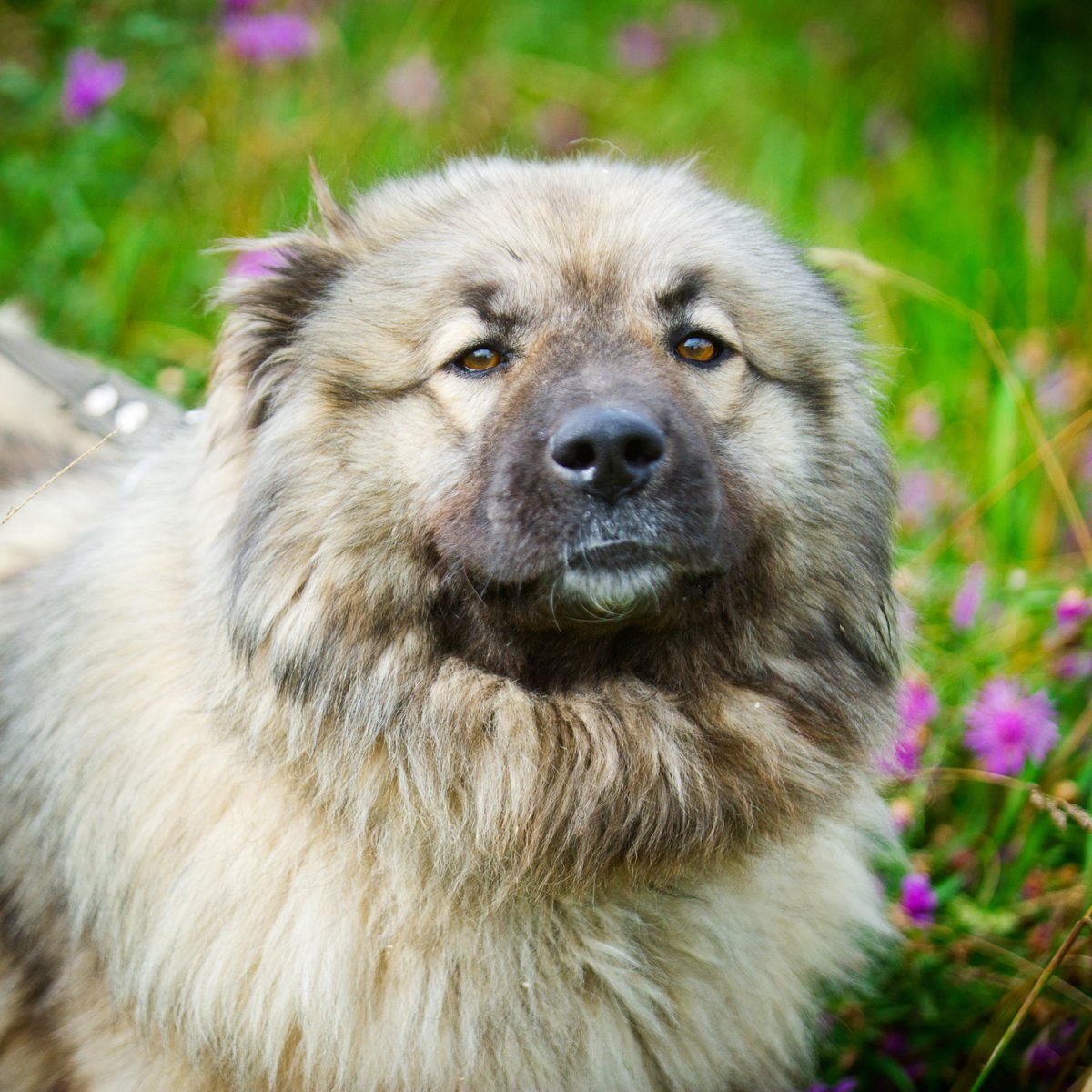 Кавказская овчарка на черном фоне