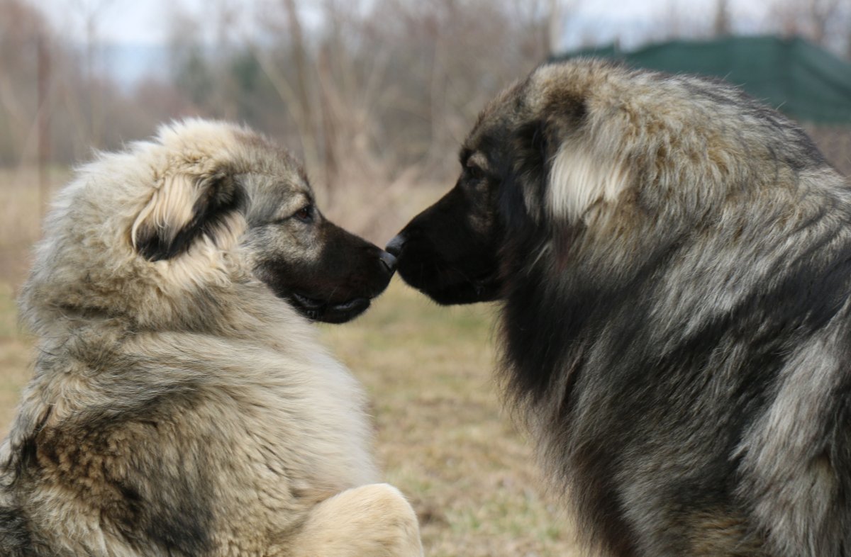 Кавказская овчарка львиная