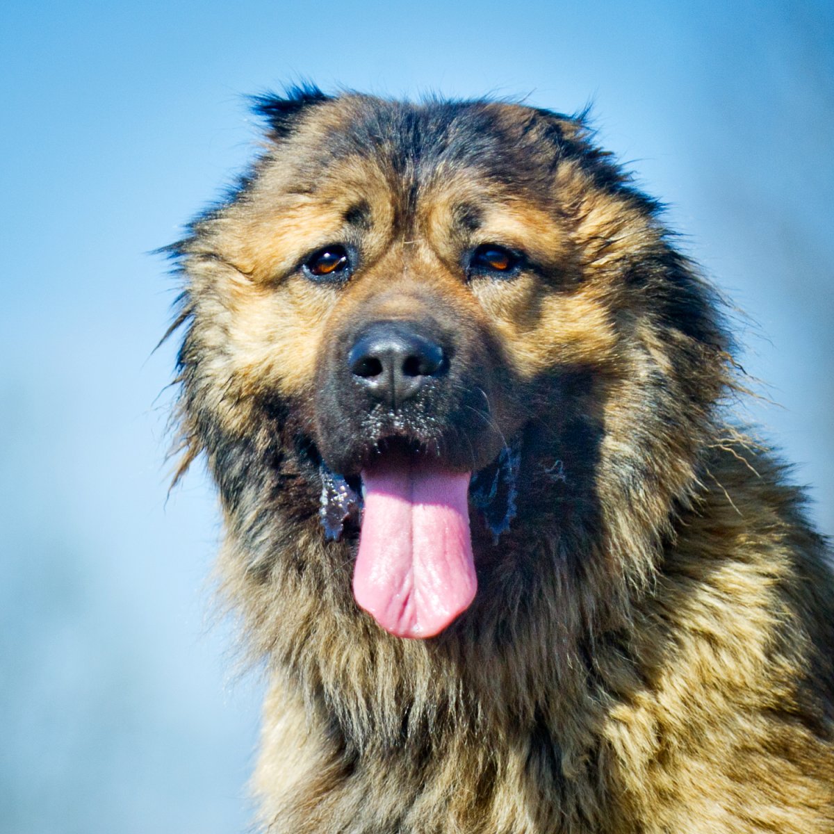 Кавказская овчарка зима