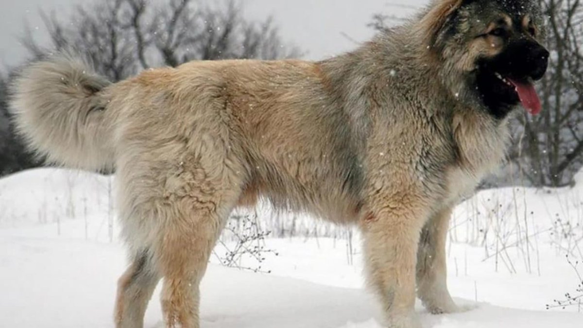 Кавказская овчарка породы волкодав