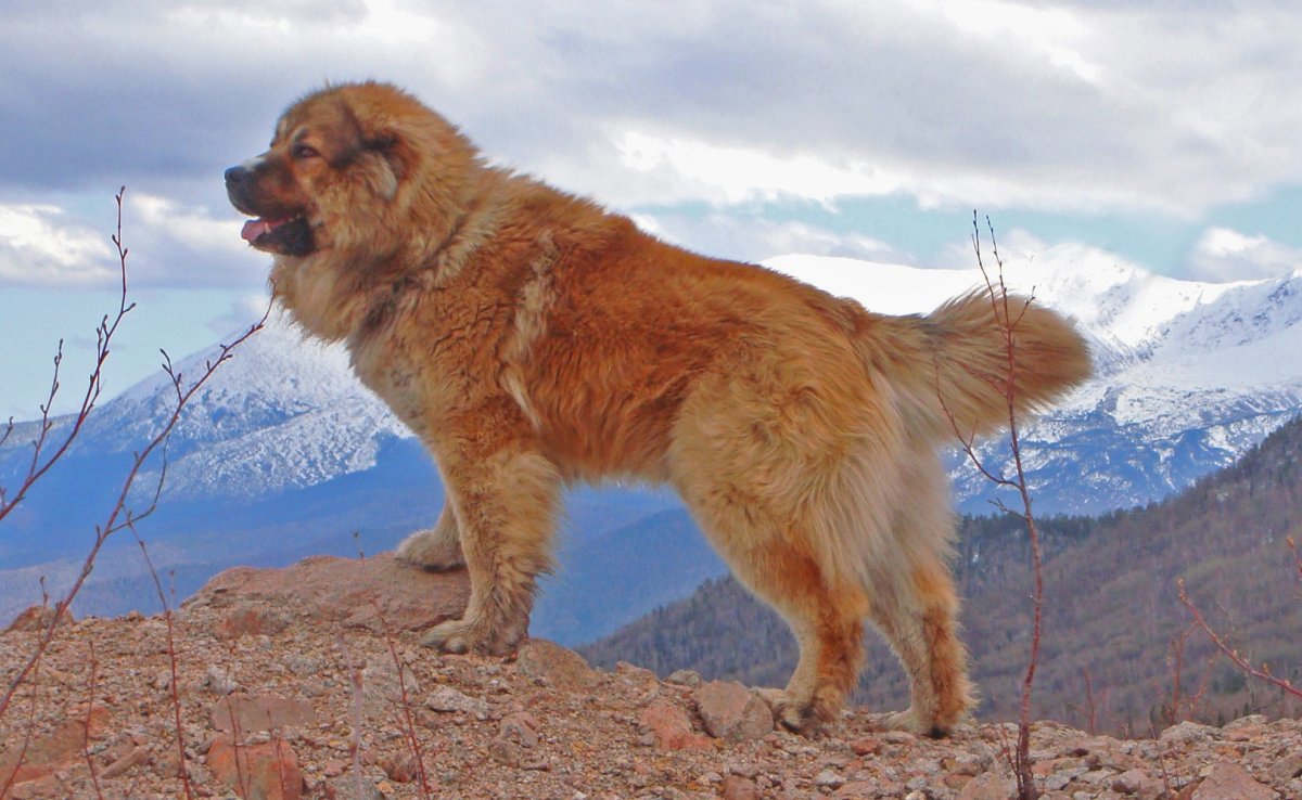 Туркменский алабай кангал