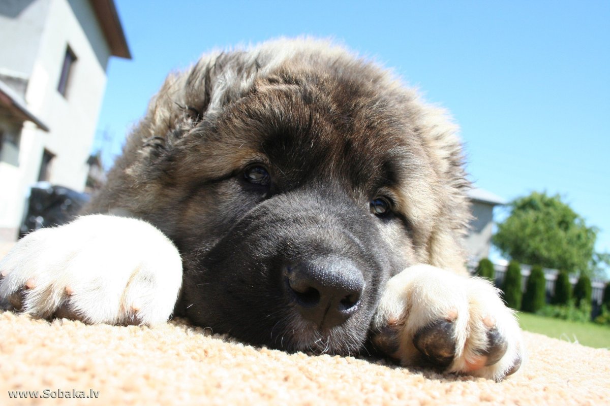 Овчарка Кавказская европейская