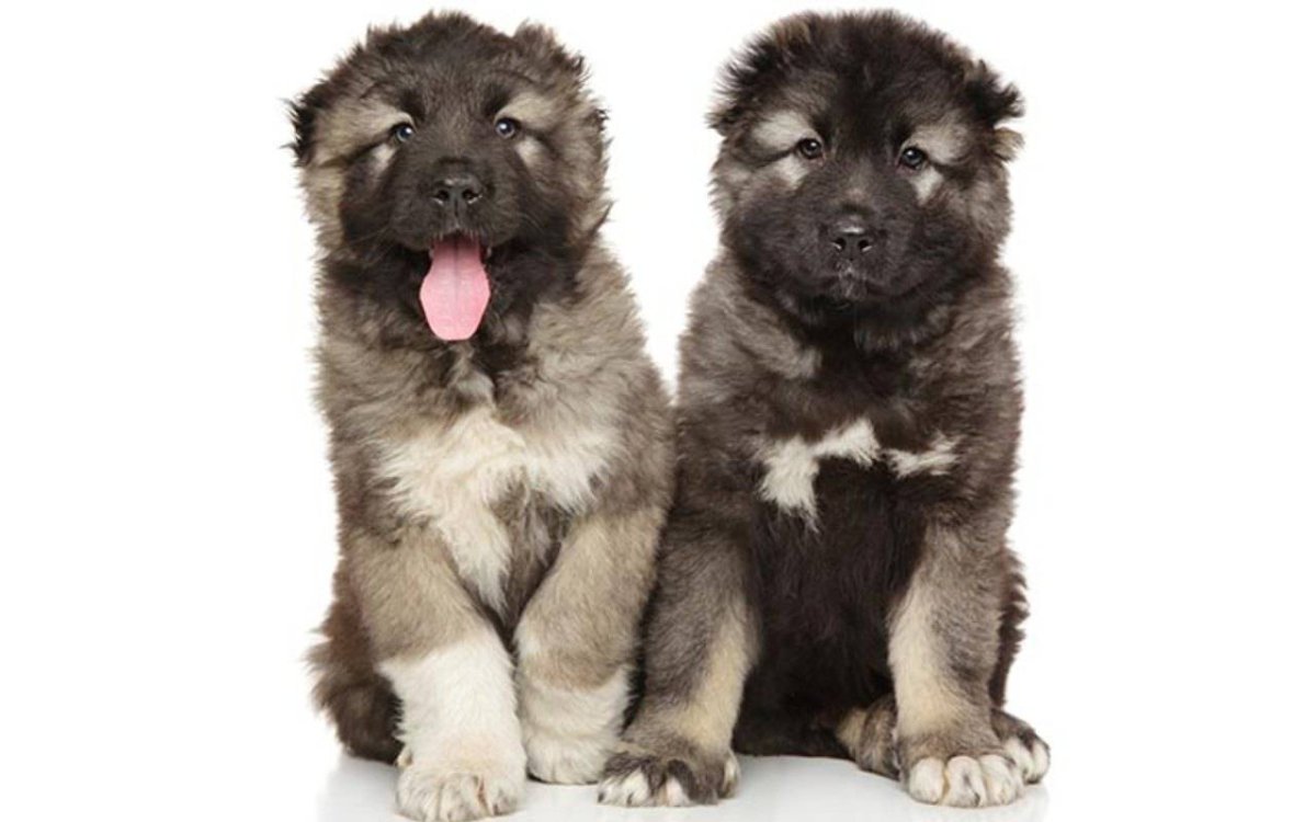 Кавказская пленница овчарка