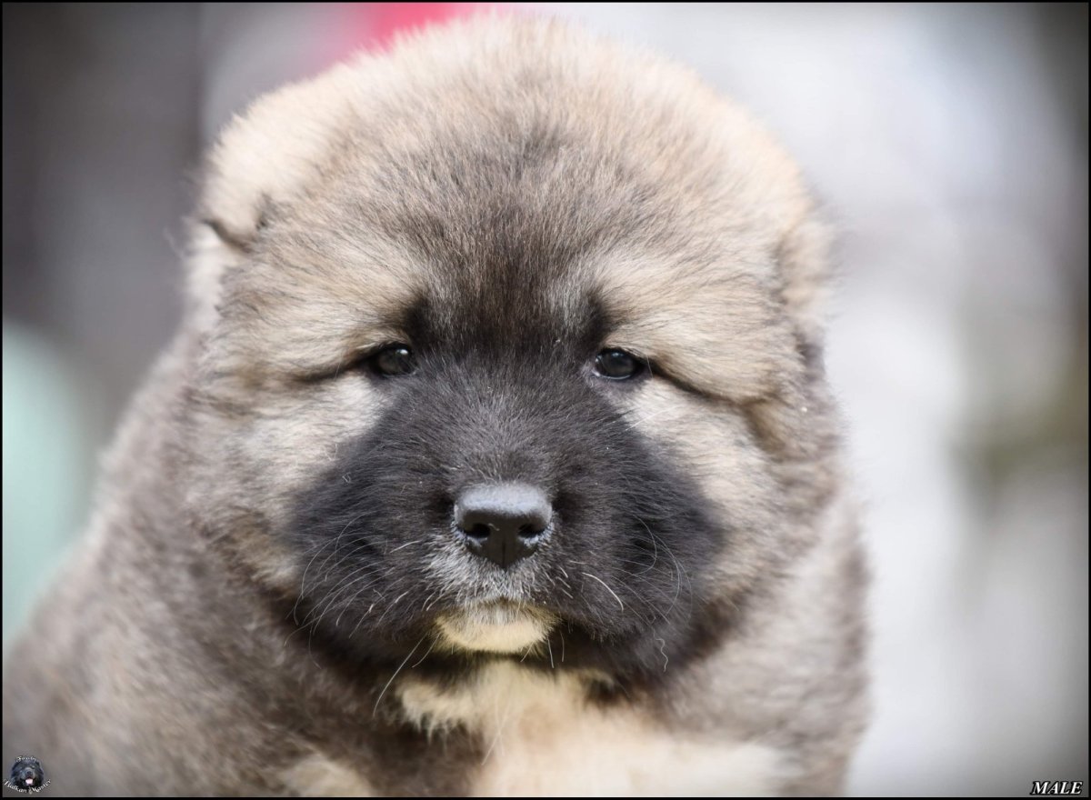 Кавказская овчарка белая