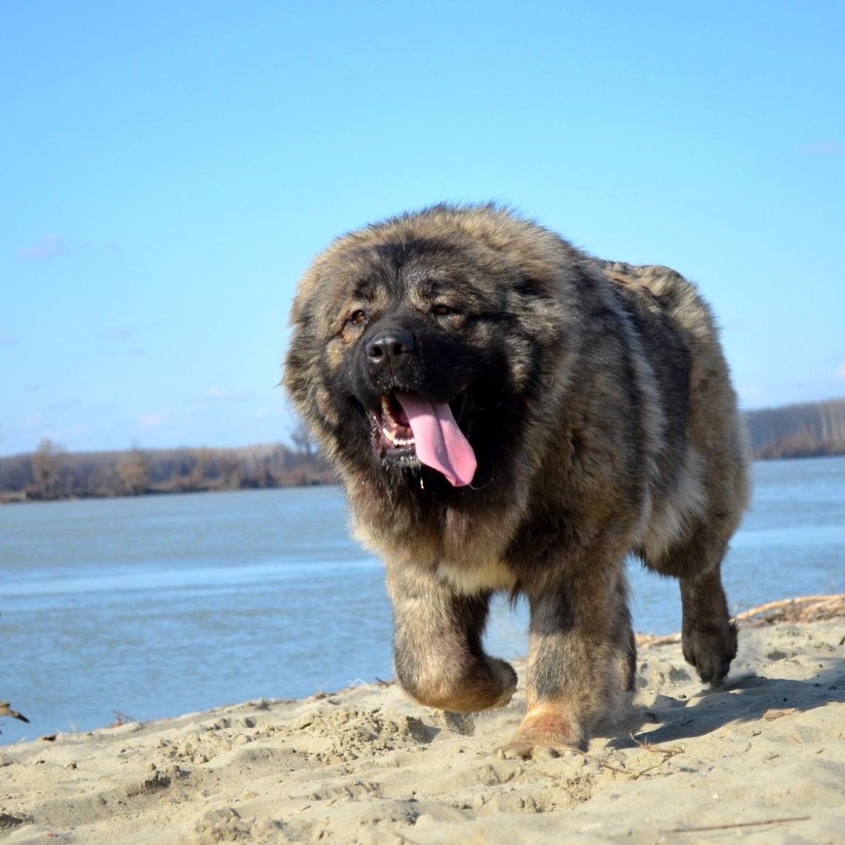 Аборигенная Кавказская овчарка