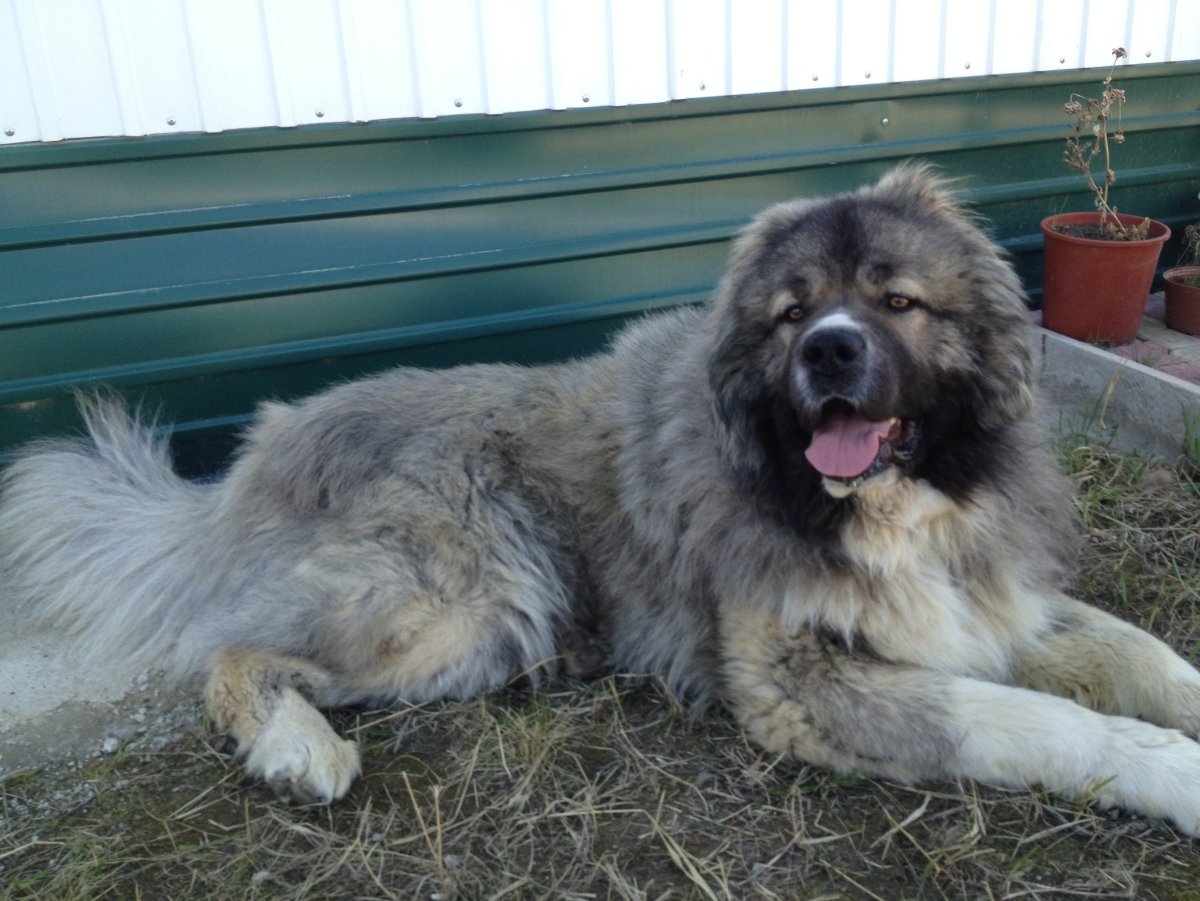 Кавказская овчарка детеныш