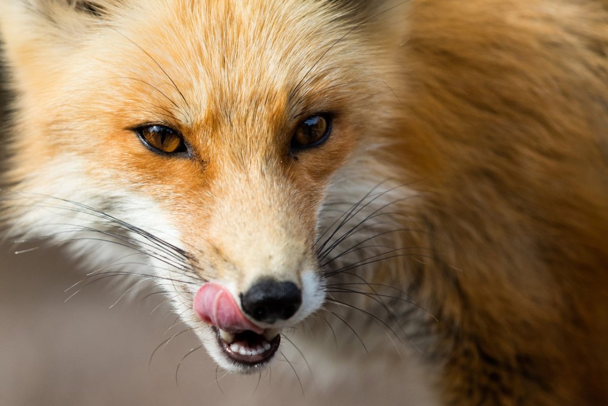 Лисица облизывается