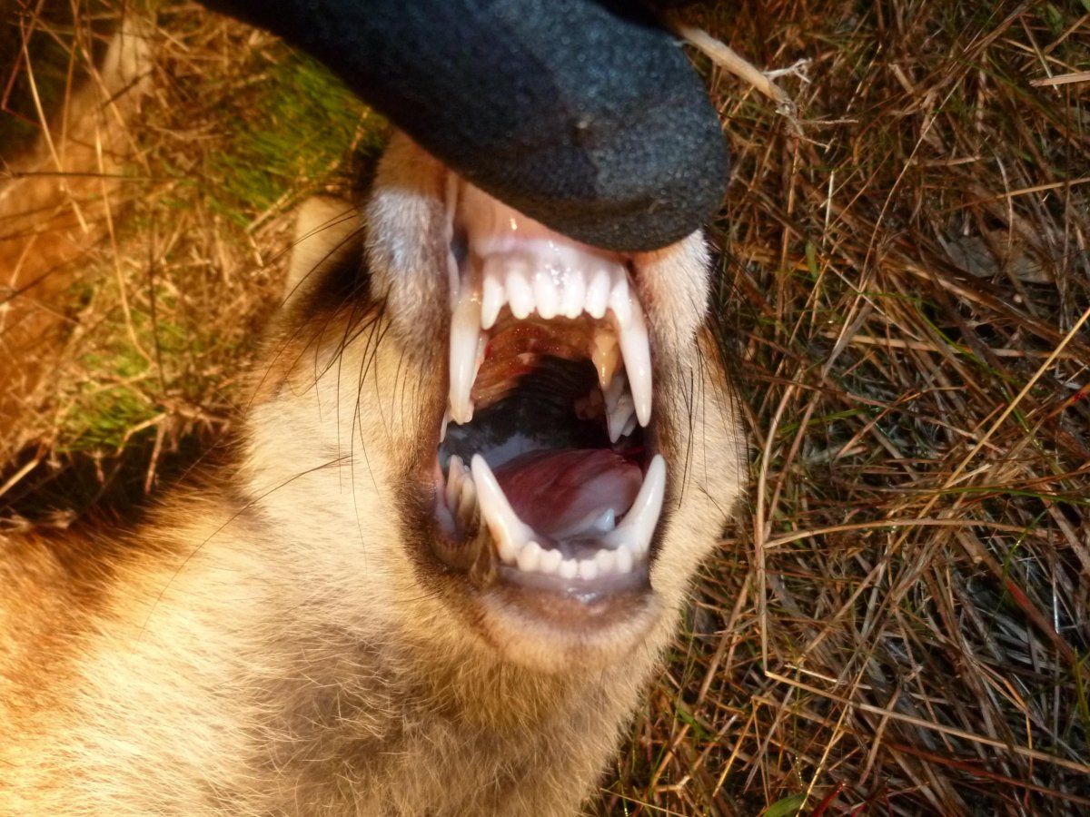 Лисьи зубы