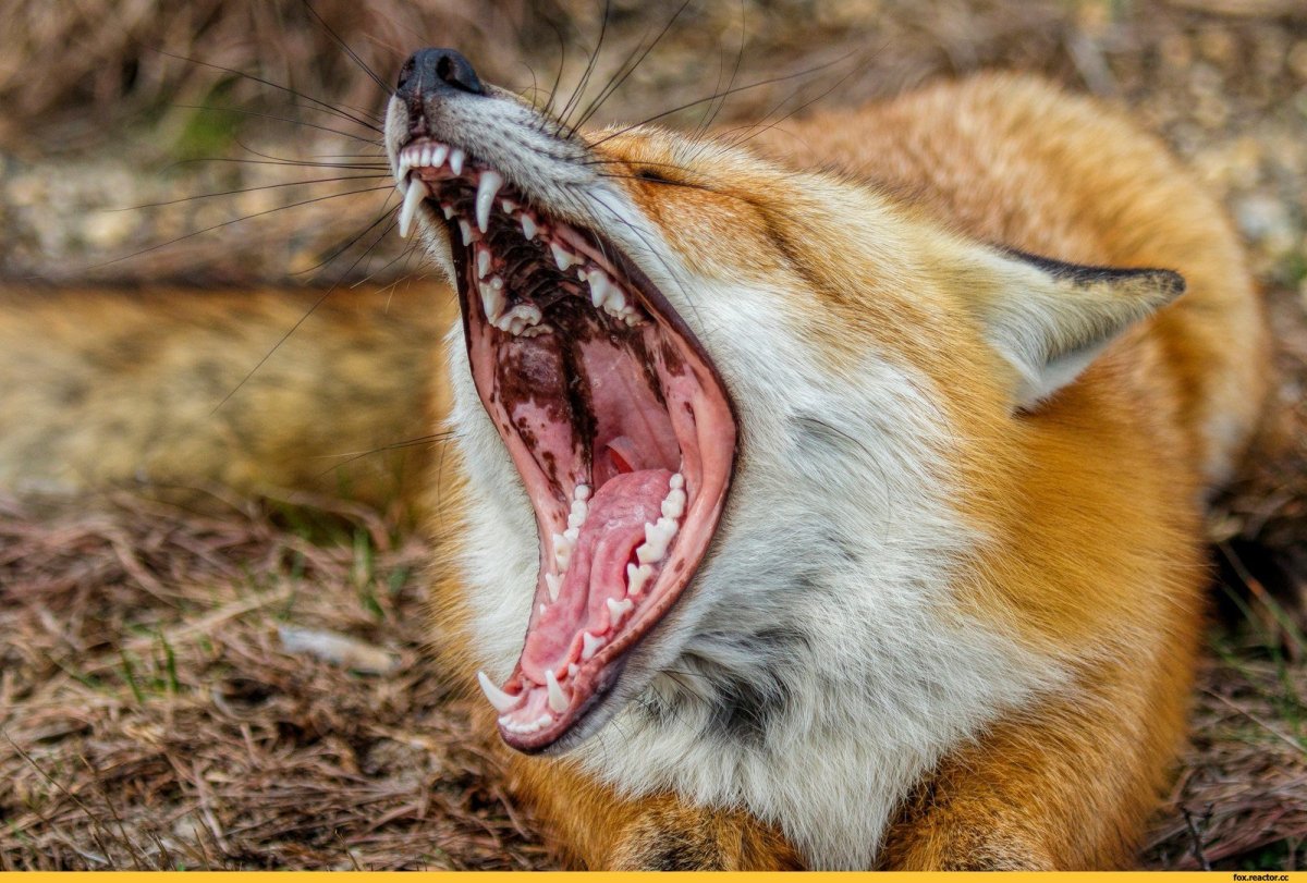 Лиса клыки