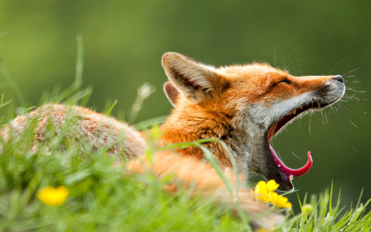 Лиса зевает