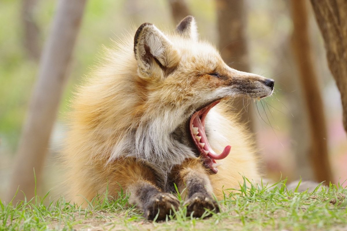 Лисы в Японии