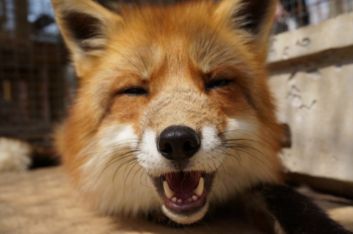 Дзао Кицунэ