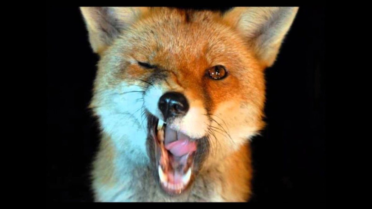 Лиса подмигивает