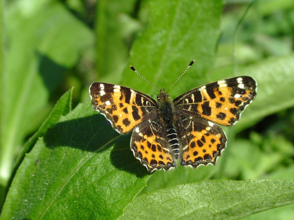 Бабочка Адмирал