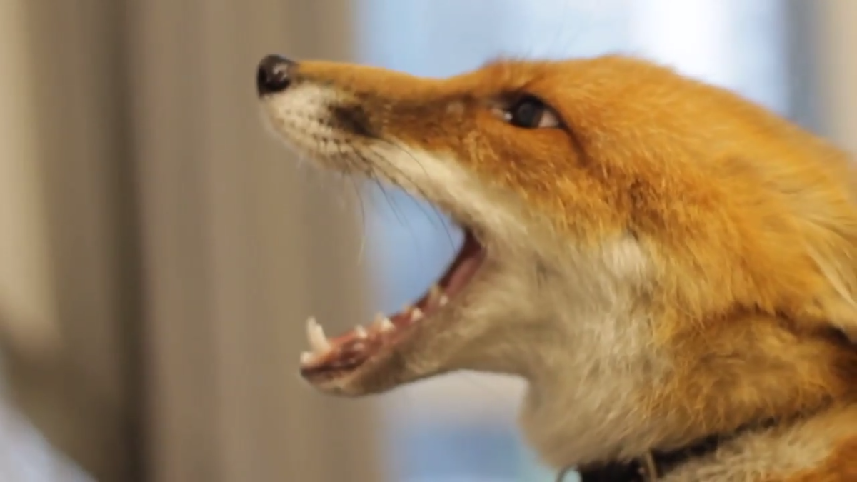 Лиса тявкает