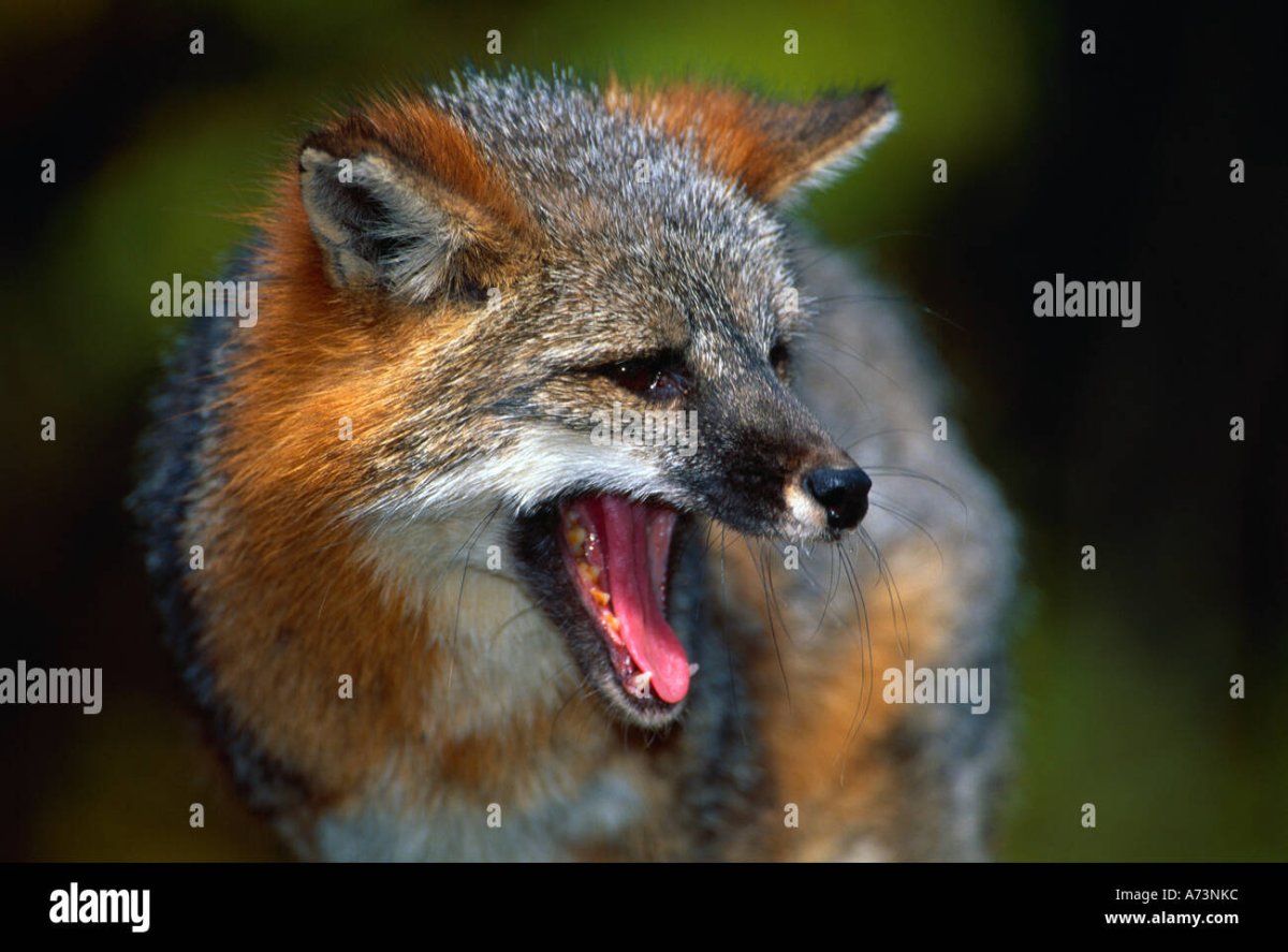 Как разговаривают лисы звук