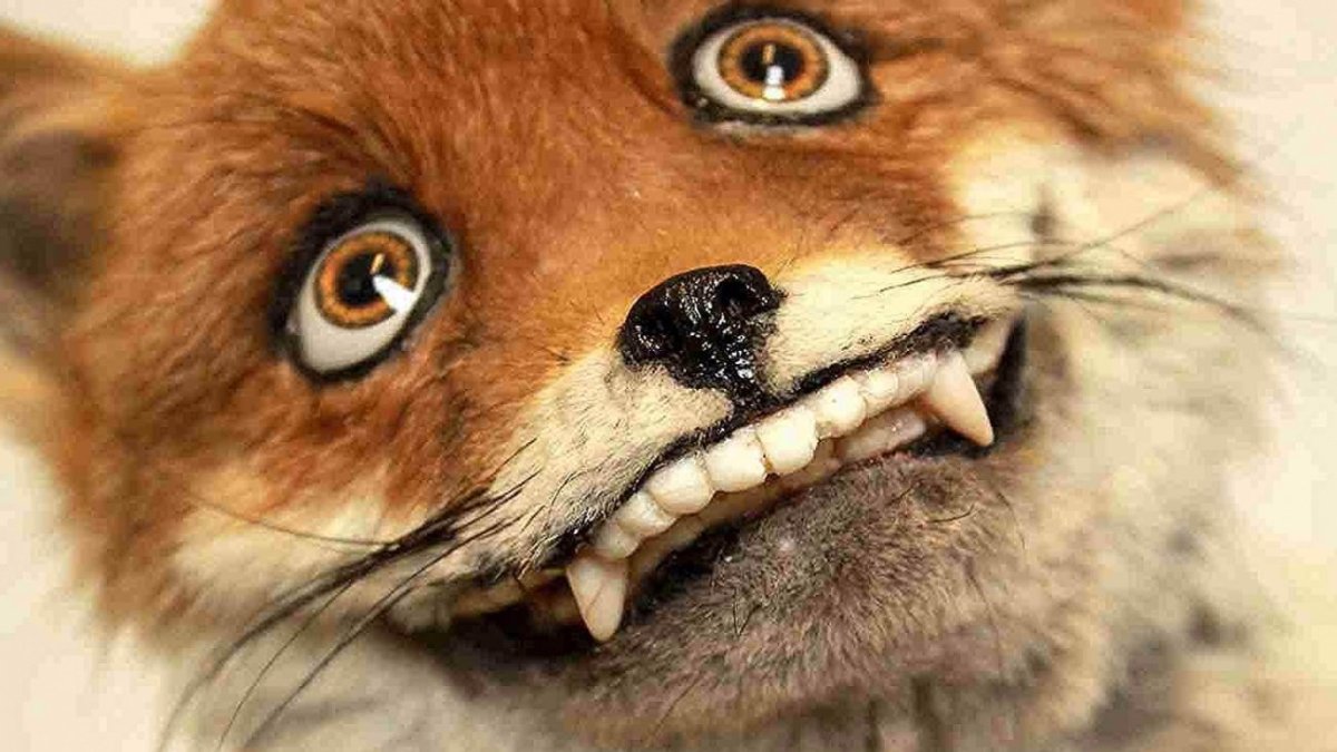 Сумасшедшая лиса