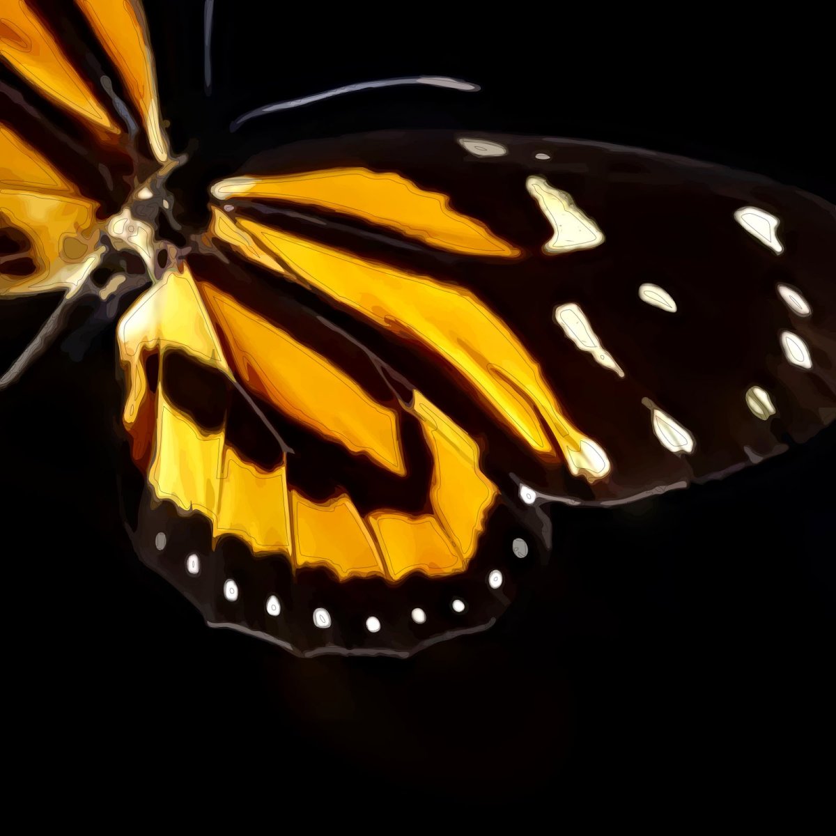 Баттерфляй Блэк