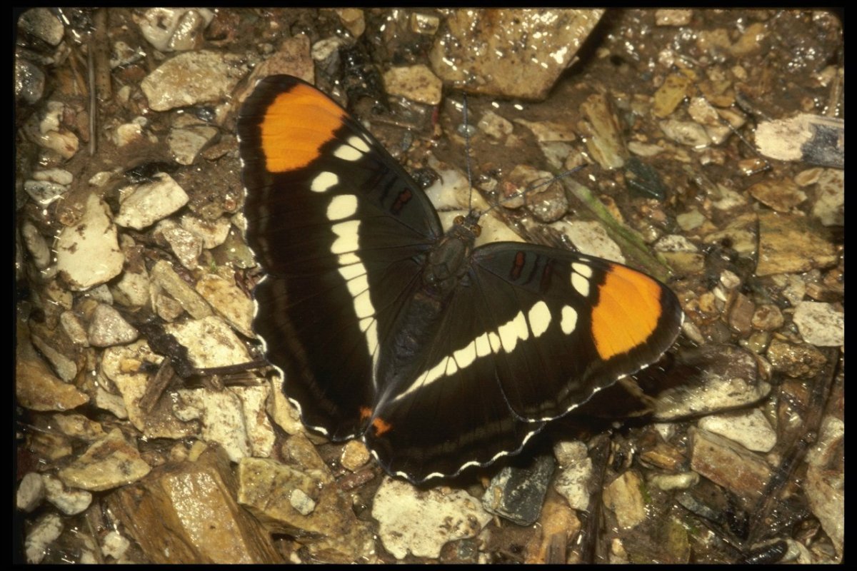 Амата бабочка насекомое