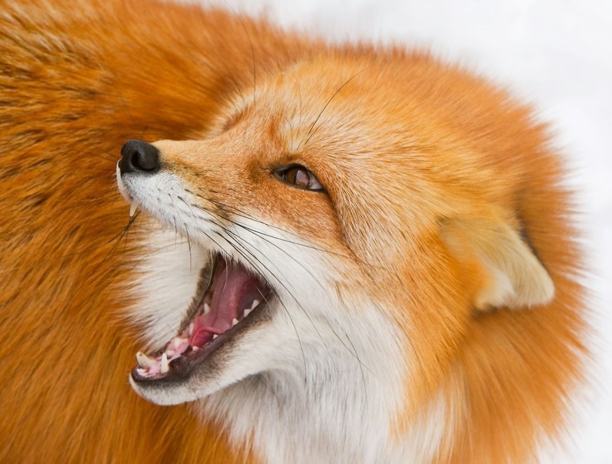 Бешеная лиса