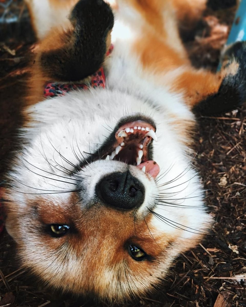 Страшный Лис