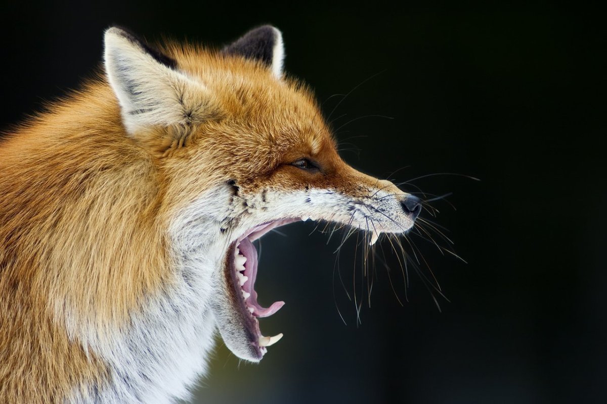 Бешеные лисы