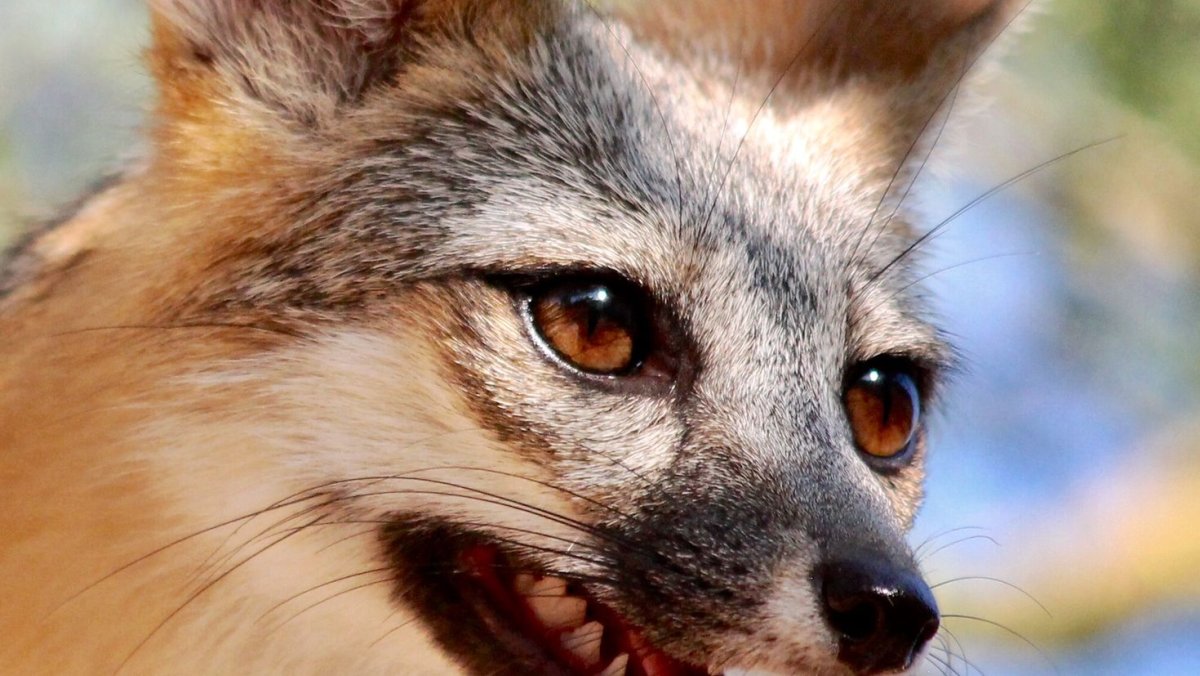 Агрессивная лиса