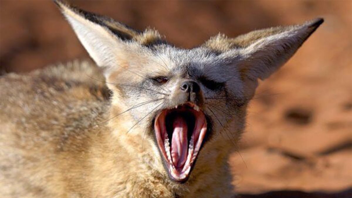 Большеухая лисица фенек